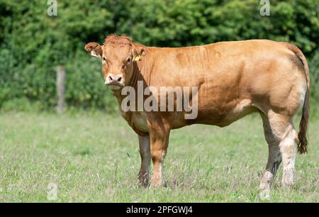 Pedigree British Limousin giovenche in pascoli, Lancashire, UK. Foto Stock