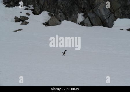 Pinguino Gentoo camminando lungo una strada pinguino su Booth Island - Antartide Foto Stock