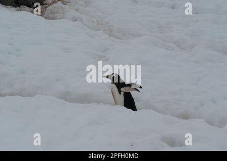 Pinguino Gentoo camminando lungo una strada pinguino su Booth Island - Antartide Foto Stock