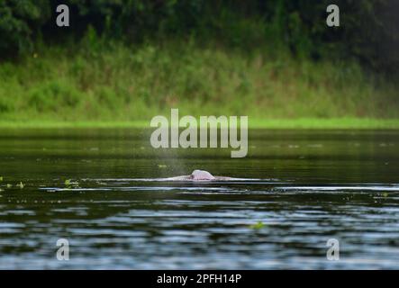 Dolphin boliviano rosa fiume (Inia boliviensis) respirando nella superficie del fiume Mamore, El Beni, Bolivia Foto Stock