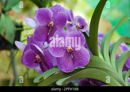 Vanda Orchidee Fiore, Vanda Robert delizia nella città di Can Tho, Viet Nam Foto Stock