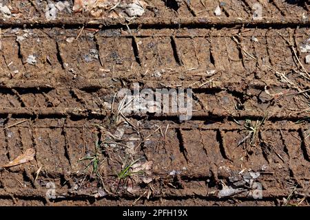 Impronte profonde di un camion pneumatici cingoli nella vista primo piano fango con foglie schiacciate e un po 'di erba sul terreno fuori strada nella foresta in una giornata di sole Foto Stock