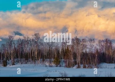 Luce drammatica nel tardo pomeriggio a Sax-Zim Bog, Minnesota, USA Foto Stock