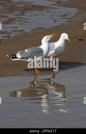 Herring Gull (Larus argentatus) & Herring Gull x Lesser Black-Backed Gull (Larus fuscus) Blakeney Norfolk GB Regno Unito Aprile 2022 Foto Stock