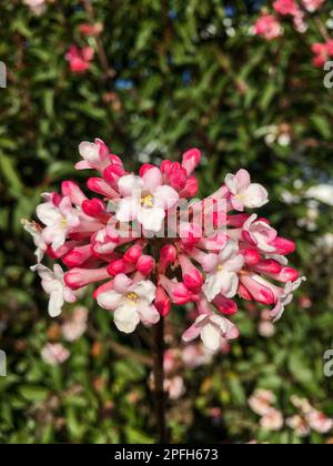 Koreanischer duft-schneeball Blüte, viburnum farreri in weiß magenta Foto Stock
