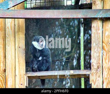 edinburgh zoo Buff-cheeked gibbon infelice cercando in alloggio Foto Stock