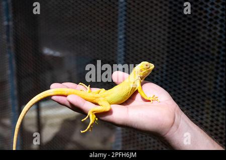 Iguana gialla è seduta sulla mano. Foto Stock