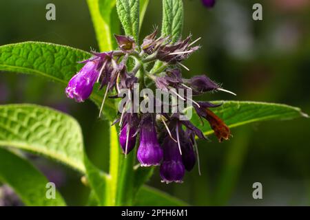 Fiore di comfrey Comfrey comune, Symphytum officinale, utilizzato in medicina organica, macrshot su sfondo verde. Foto Stock