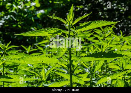 Urtica, ortiche o ortiche pungenti il nome tedesco è Brennesseln per medico e tè. Foto Stock