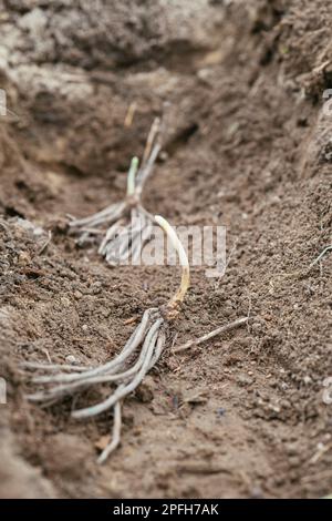 Gli asparagi incoronano in una trincea all'inizio della primavera Foto Stock