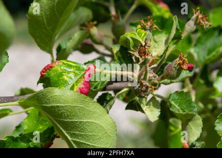 Afidi foglie arricciate, primo piano foglie arricciate su ciliegio, Prunus sp, causato da amarena afide ciliegia, amarena afide attacco sotto il lato delle foglie. Foto Stock