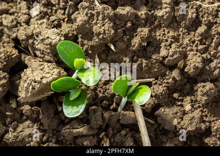 Primo piano di foglie di soia in un campo di piante giovani. Colture giovani di colture agricole. Messa a fuoco selettiva. Foto Stock