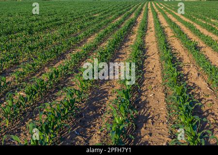 File di germogli di mais che iniziano a crescere. Giovani piantine di mais che crescono in un terreno fertile. Un campo agricolo su cui crescere mais giovane. Terre rurali Foto Stock