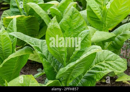 Foglia di tabacco in sfondo di campo di piantagione di tabacco sfocato. Tabacco colture di foglie grandi che crescono in campo di piantagione di tabacco. Foto Stock