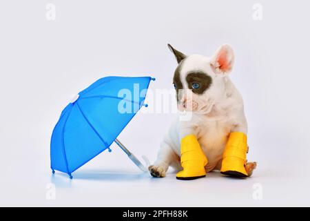 Cucciolo di cane Bulldog francese cute pied con ombrello e stivali da pioggia Foto Stock