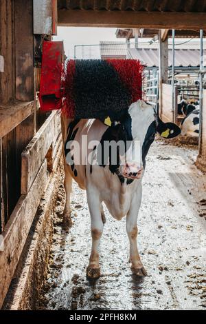 Una mucca di latte bianca e nera che graffia la schiena su un graffiatore posteriore elettrico in un fienile. Il graffiatore posteriore è una spazzola nera e rossa che gira quando Foto Stock