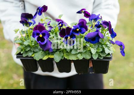Donna in possesso di un vassoio di piante con pansies viola. Foto Stock