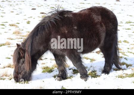 Pony marrone scuro delle Shetland che pascolano in un campo innevato con il sole Foto Stock