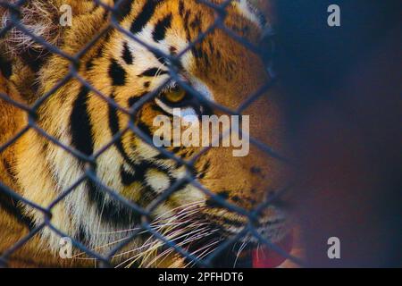 Un'immagine di una tigre solitaria che si trova dietro una recinzione metallica a maglie di catena, che appare disprezzata con un'espressione dolorosa sul suo volto Foto Stock