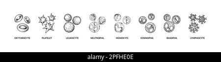 Cellule ematiche isolate su sfondo bianco. Illustrazione vettoriale per microbiologia scientifica in stile schizzo Illustrazione Vettoriale