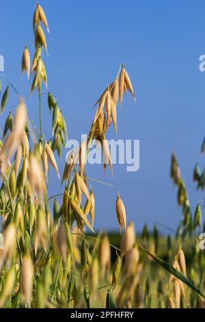 Avena sativa, avena comune, cereali coltivati per il consumo umano come farina d'avena e avena arrotolata. Foto Stock