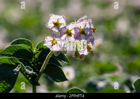 I fiori di patata fioriscono nel campo, primo piano Foto Stock