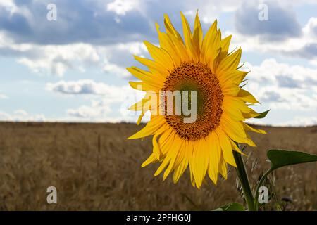 un giovane girasole inaperto cresce in un campo. concetto di coltivazione di girasole. Foto Stock