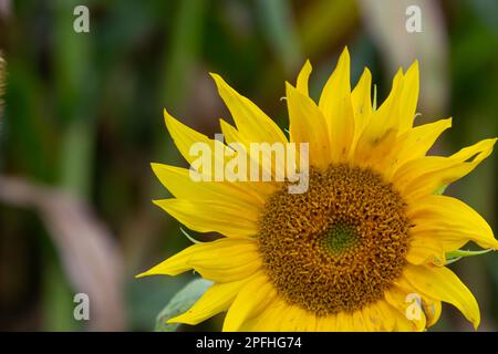 un giovane girasole inaperto cresce in un campo. concetto di coltivazione di girasole. Foto Stock