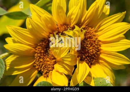 un giovane girasole inaperto cresce in un campo. concetto di coltivazione di girasole. Foto Stock