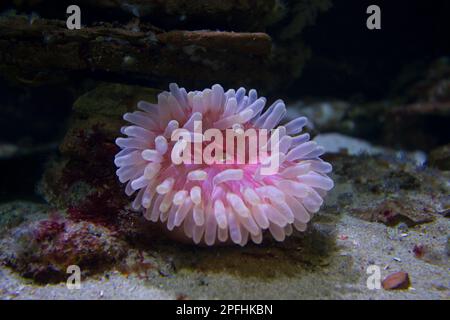 Anemone di Beadlet (Actinia equina), primo piano sottomarino di anemone di mare comune trovato sulle coste rocciose Foto Stock