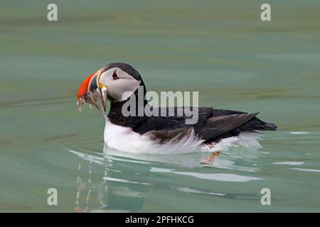 Puffin Atlantico (Fratercula artica) nuoto in mare con becco pieno di pesci / anguille di sabbia / cicerelli in estate Foto Stock