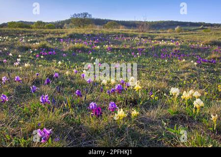 Porpora e giallo piride iris / nani iris pumila in fiore in prato in primavera, originario dell'Austria, Europa centro-orientale Foto Stock