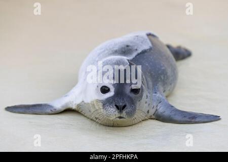 Modellamento di foche comuni / foche portuali (Phoca vitulina) cucciolo orfano presso la stazione di foche di Friedrichskoog in primavera, Schleswig-Holstein, Germania Foto Stock