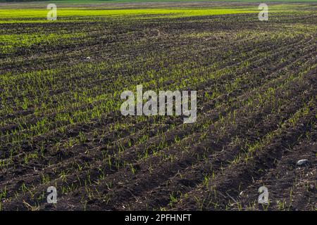 Con il grano della molla a passo stretto in buone condizioni. Foto Stock