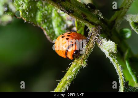 Coltivazione di patate distrutta da larve e coleotteri del Colorado coleottero di patate, Leptinotarsa decemlineata, noto anche come coleottero del Colorado, il TEN-st Foto Stock