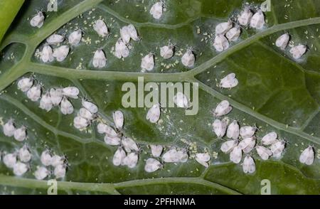 Whitefly Aleyrodes proletella peste agricola su foglia di cavolo. Foto Stock