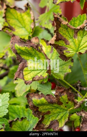 Afide gallica sulle foglie di ribes rosso. La peste danneggia le foglie di ribes, le protuberanze rosse sulle foglie del cespuglio dalla malattia parassitaria. Foto Stock