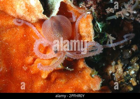 Polipo macropus giovanile su Briozoi. Olbia, Sardegna, (Sardegna), Italia (Mar Mediterraneo) Foto Stock