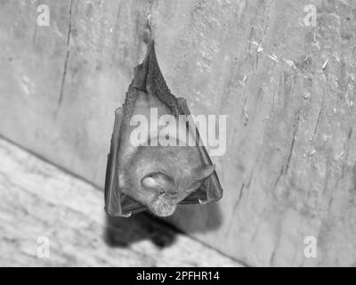 Pipistrello a ferro di cavallo minore (Rhinolophus hiposideros) sospeso tra i voli in partenza in un roost notturno in un garage nazionale, Wiltshire, Regno Unito, settembre. Foto Stock