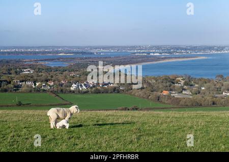 Pecora Dorset (Ovis aries) agnello succhiando dalla sua madre con Studland villaggio, penisola e Poole Harbour sullo sfondo, Ballard Down, Dorset, UK Foto Stock