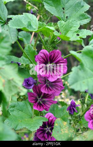 Malva, la foresta di malva sylvestris cresce in natura Foto Stock
