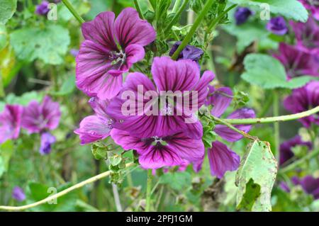 Malva, la foresta di malva sylvestris cresce in natura Foto Stock