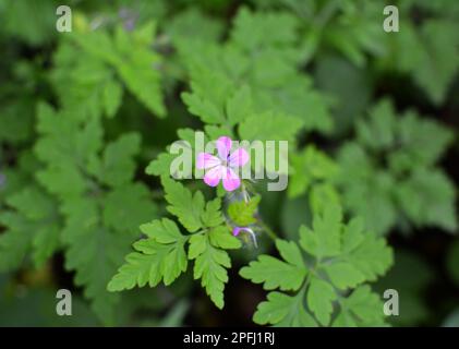 Geranio (Geranio robertianum) cresce in natura Foto Stock