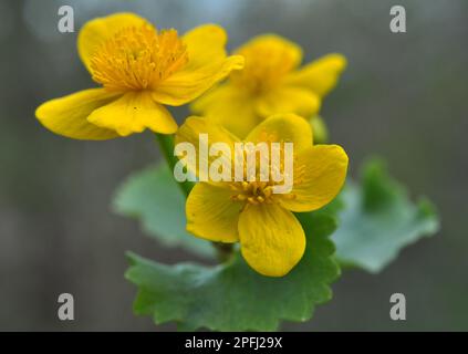 In primavera, la calta palustris cresce nella foresta umida di ontano Foto Stock