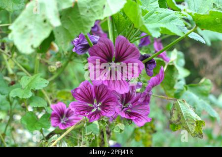 Malva, la foresta di malva sylvestris cresce in natura Foto Stock