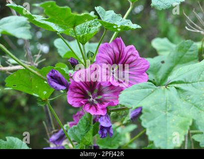 Malva, la foresta di malva sylvestris cresce in natura Foto Stock
