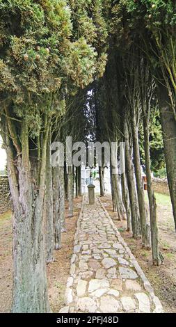 Cipressi nel cimitero della granera, Castelltersol, Barcellona, Catalunya, Spagna, Europa Foto Stock