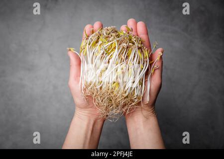 Fagioli mungo germogliati in una mano su sfondo grigio. Micro verde e vegan concetto di cibo sano. Foto Stock