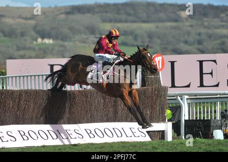 Boodles Cheltenham Gold Cup Minella Indo guidato da Nico de Boinville sul secondo circuito corse ippiche all'ippodromo di Cheltenham il giorno 4 la pinna Foto Stock