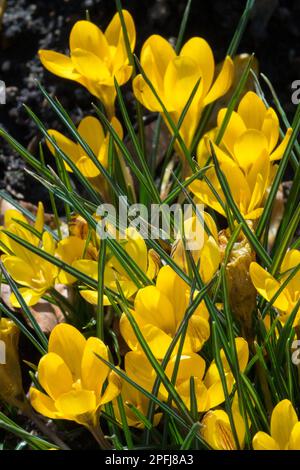 Crocus di colore scuro, Crocus chrysanthus Fuscotinctus, Primavera primaverile, Crocus, pianta dura, Sole, piante, nana, oro, Crocus Foto Stock